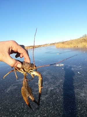 Значит вода в реке чистая, считают рыбаки