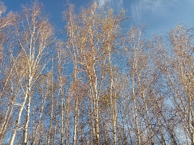 Почему деревья голые?