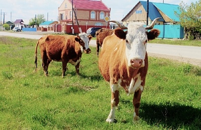Проблема бродячего скота: решение есть