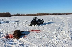 Кто застрелил кабанов в Нагайбакском районе?