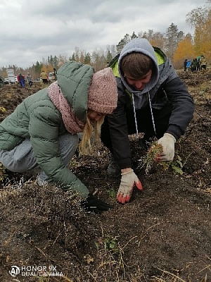 Помогли сажать лес после пожара