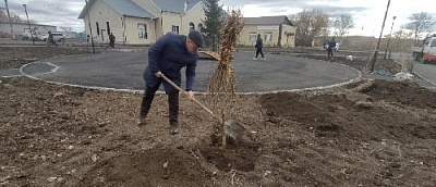 Высадили деревья в новом сквере