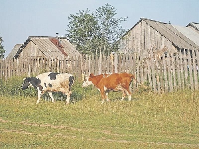 Бурёнки снова бродят
