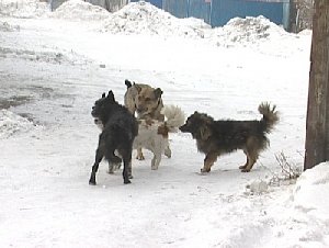 Собаки напали на женщину