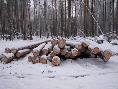 Житель Нагайбакского района нарубил себе "условку"