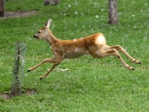В Нагайбакском районе снова орудуют браконьеры