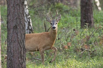 Сколько косуль разрешили добывать в Нагайбакском районе?