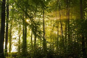 Как сохранить лес от пожаров?