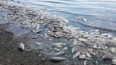 В Нагайбакском районе произошёл массовый замор рыбы