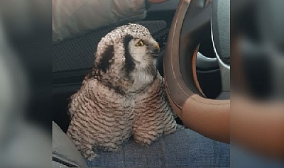 В Нагайбакском районе раненый совёнок залетел в машину