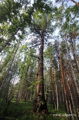 Проголосуйте за Карагайскую лиственницу
