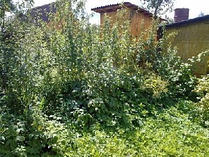 "Ничейных" зарослей нет и не будет