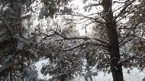 Суровый ноябрь! А мороз всё крепчает!