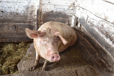 Кормить свиней отходами нельзя?!