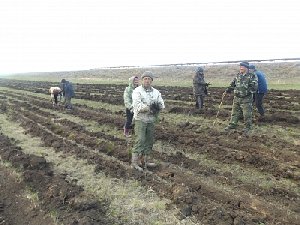 «Аэродром» в Фершампенуазе засадили сосёнками