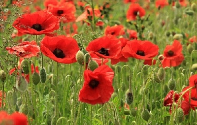 Операция "Мак-2018"