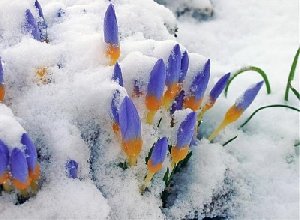 А Весна всё-таки придёт!