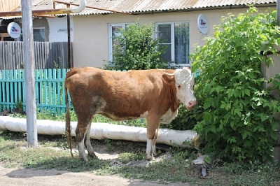 Профилактика бродячего скота