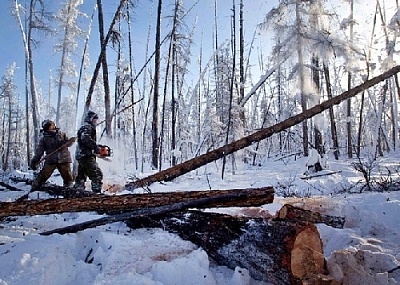 Нарубили берёз на реальный срок