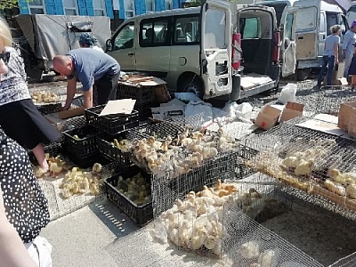 Каких цыплят мы покупаем?