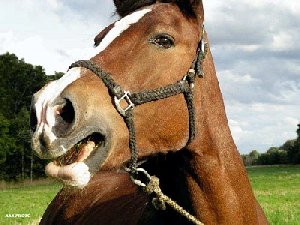 Пытался продать украденную лошадь, но "спалился"