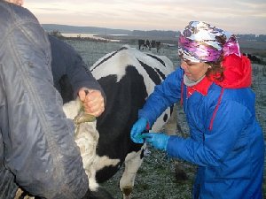 Осторожно – бруцеллёз!