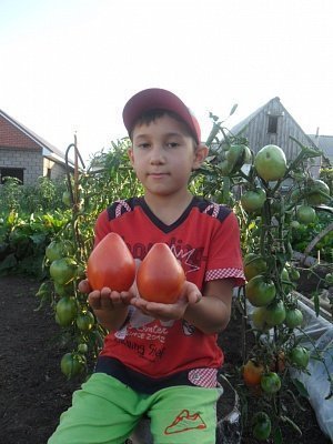  Заработай на помидоре