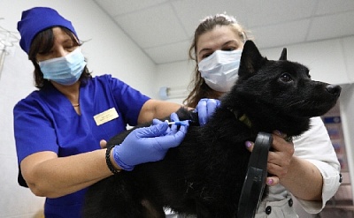 И корову, и кошку будут чиповать?