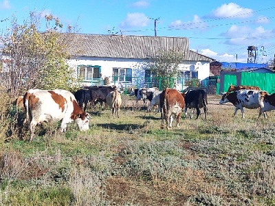 Коров отправили на "штрафстоянку"