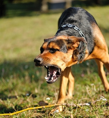 В Нагайбакском районе от  опасной болезни умерла собака