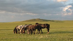 Конокрада задержал участковый