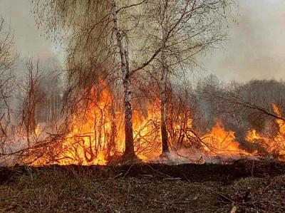 Кто устроил пожар около посёлка Куликовский?