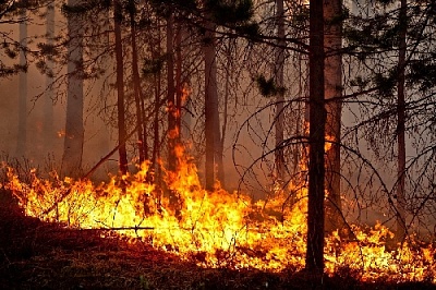 За сгоревший лес заплатит 420 тысяч рублей