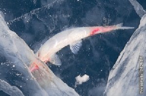 Почему погибла рыба в Нагайбакском районе?