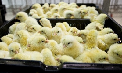 Получен статус племенного репродуктора