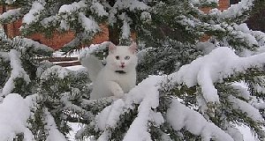 Мороз: рекорд ещё не побит!