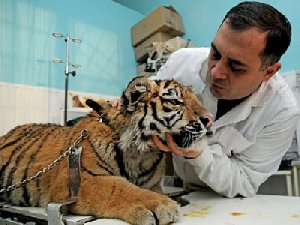 И снова приедут авторы