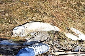 В Нагайбакском районе снова замор рыбы