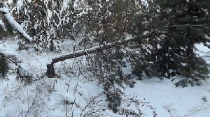 За загубленные сосенки никого не накажут?