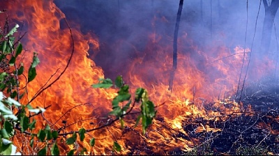 В Нагайбакском районе горят леса