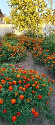 «Бархатцы мне напоминают солнышко»