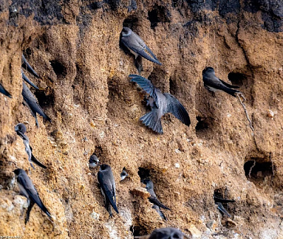 Птичья колония осваивает территорию