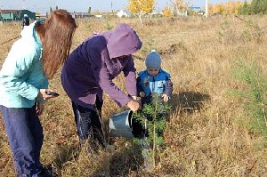 85 сосенок - в честь юбилея