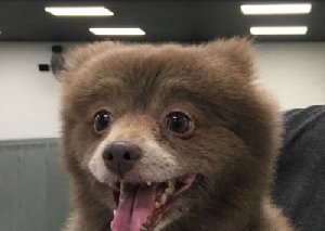 Неведома новогодняя зверушка