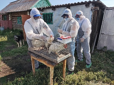 Как будто обнаружен птичий грипп 