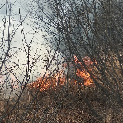 Парижские леса снова загорелись 