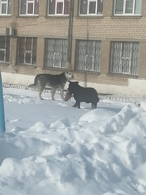 Разъярённые собаки – во дворе Фершампенуазской школы
