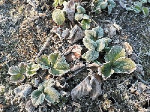 Осторожно! Возвращаются заморозки!