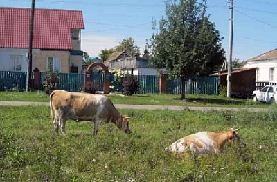 А коровы и овцы всё бродят…