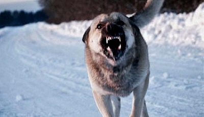 В Нагайбакском районе от бешенства погибла собака